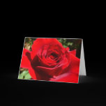 Bright Red Rose Card