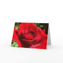 Bright Red Rose Card