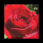 Bright Red Rose Magnet