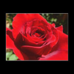 Bright Red Rose Postcard