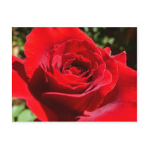Bright Red Rose Postcard by mlewallpapers Bright Red Rose Postcard
