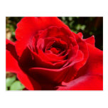 Bright Red Rose Postcard