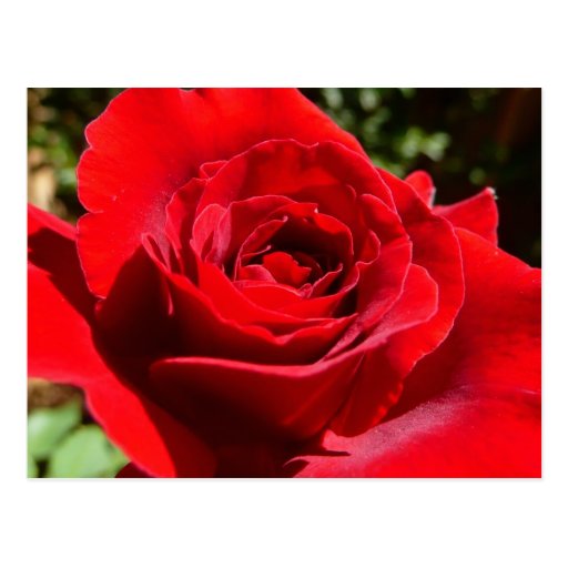 Bright Red Rose Postcard
