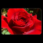 Bright Red Rose Premium Magnet