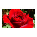 Bright Red Rose Print