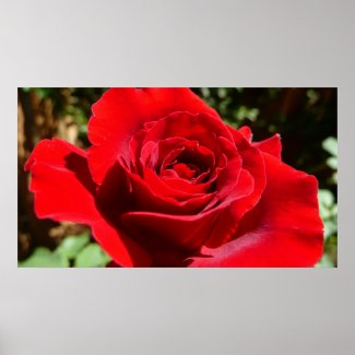 Bright Red Rose Print print
