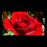 Bright Red Rose Print