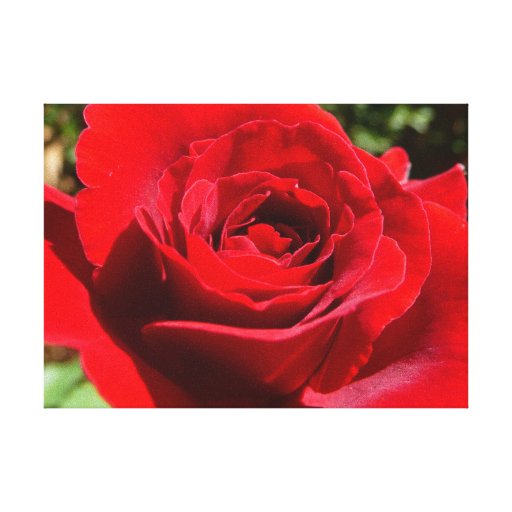 Bright Red Rose Wrapped Canvas Gallery Wrapped Canvas
