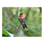 Bright Red Ruby Throat