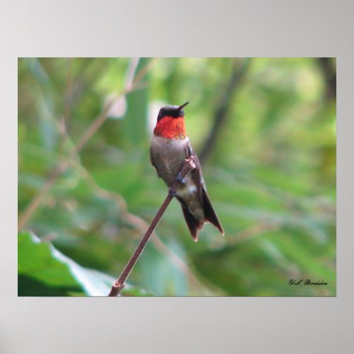 Bright Red Ruby Throat print