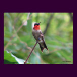 Bright Red Ruby Throat posters