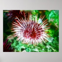 Bright Red Sea Urchin Poster