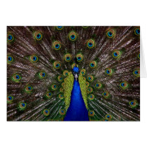 Bright regal peacock photo greeting card