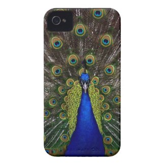 Bright regal peacock photo iphone 4S skin Iphone 4 Case-mate Cases