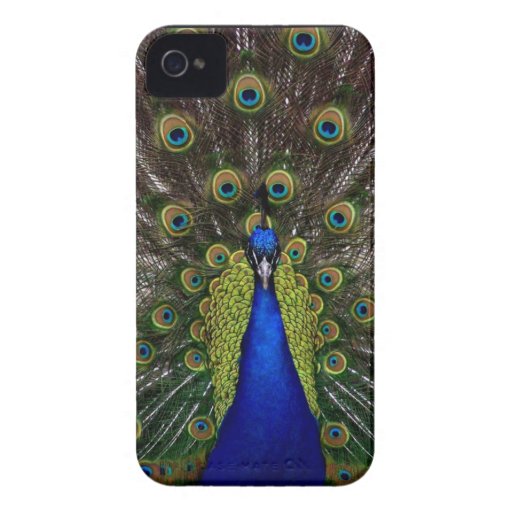 Bright regal peacock photo iphone 4S skin iPhone 4 Case-Mate Cases