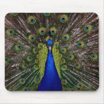 Bright regal peacock photo mouse pad