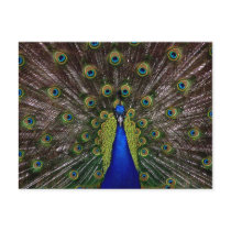 Bright regal peacock photo post cards