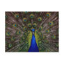 Bright regal peacock photo post cards