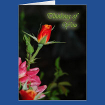 Bright Rose Sympathy cards