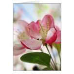 Bright Spring Apple Blossoms Cards