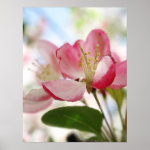 Bright Spring Apple Blossoms Posters