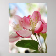 Bright Spring Apple Blossoms Posters