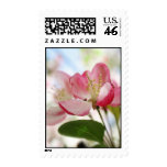 Bright Spring Apple Blossoms Stamp