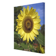 Bright summer yellow sunflower in blue sky canvas prints