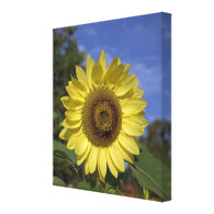 Bright summer yellow sunflower in blue sky stretched canvas print