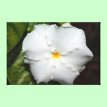 Bright White Flower canvas prints