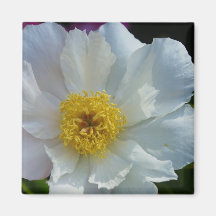 Bright White Peony Magnets