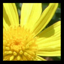 Bright yello flower posters