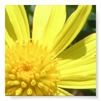 Bright yello flower print