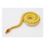 Bright Yellow Ball Python Business Card Template