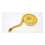 Bright Yellow Ball Python Photo Card