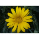 bright yellow card