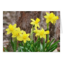 Bright Yellow Daffodils Cards
