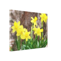 Bright Yellow Daffodils Gallery Wrap Canvas