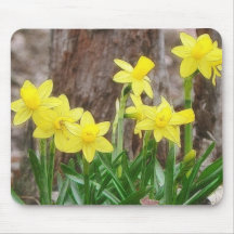 Bright Yellow Daffodils Mousepads