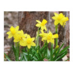 Bright Yellow Daffodils Post Cards