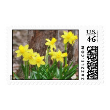 Bright Yellow Daffodils Postage Stamp