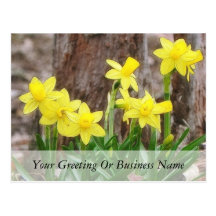 Bright Yellow Daffodils Postcards