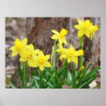 Bright Yellow Daffodils Posters
