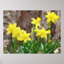 Bright Yellow Daffodils Posters