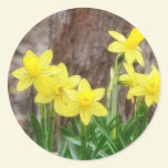 Bright Yellow Daffodils stickers