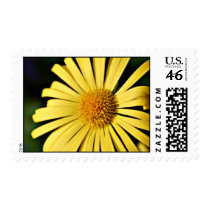 Bright Yellow Doronicum flower postage stamps stamps