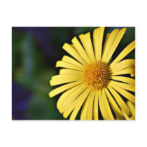 Bright Yellow Doronicum flower postcard postcards