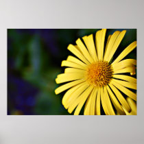 Bright Yellow Doronicum flower print posters
