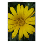 bright yellow flower card