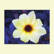 Bright yellow flower postcards